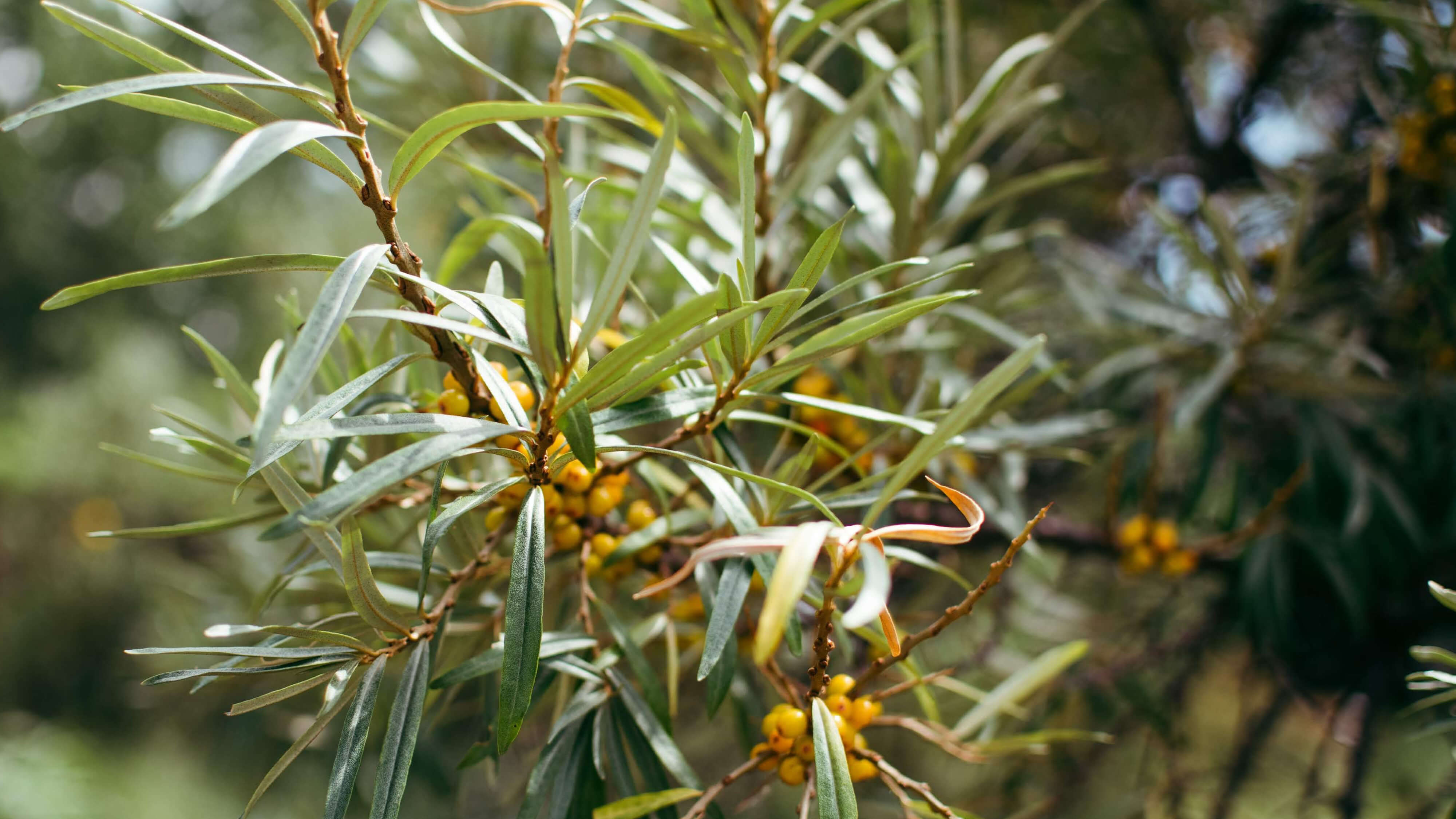 Oliveira da Serra 1ª Colheita